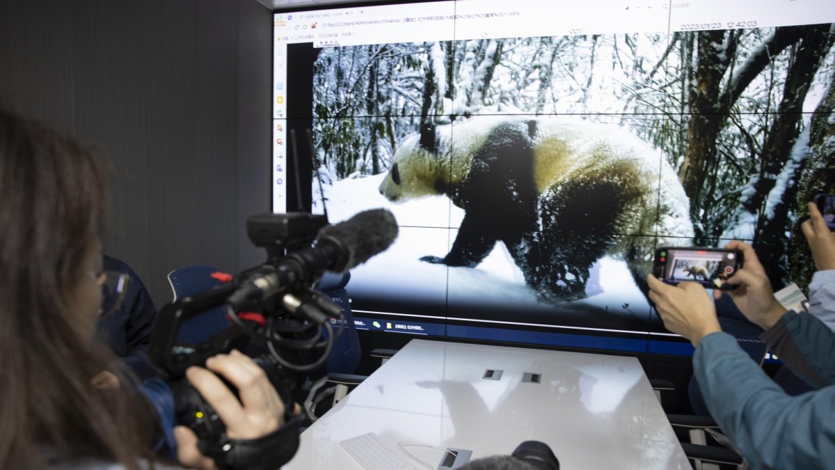 El número de pandas, que en 2016 pasaron de ser especie en peligro a especie vulnerable, ha crecido de forma sostenida en los últimos años.