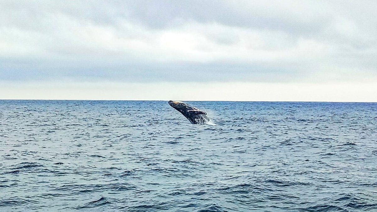 Este 29 de junio, Salinas dio por iniciada la temporada para ver a los enormes cetáceos.
