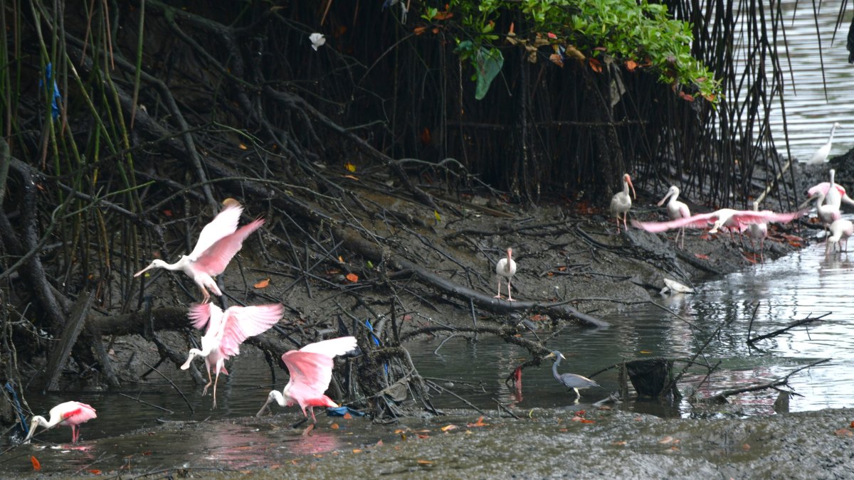 Las denuncias en torno al estado en el que se encuentra el Salado y que pone en riesgo a su flora y fauna han sido repetitivas.