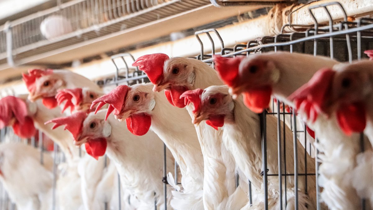 Una granja avícola en Ciudad de México.