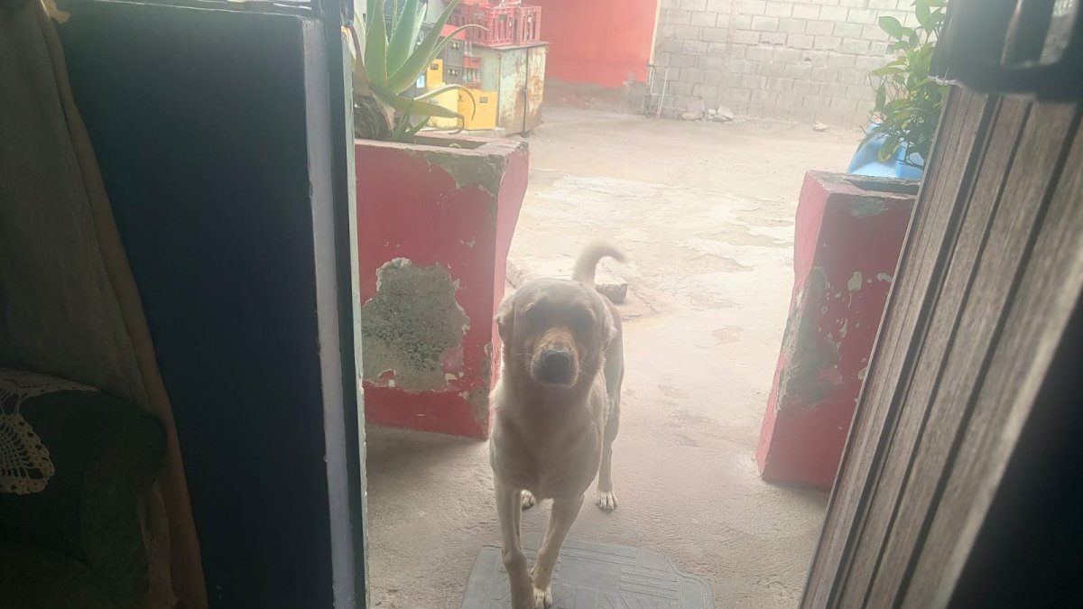 Sam fue retirado de su hogar, se encontró con heridas en una de sus extremidades, en el cuerpo y no tenía vacunas