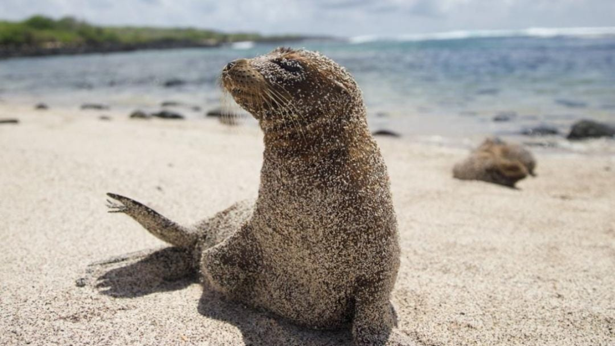 León marino de las Galápagos.