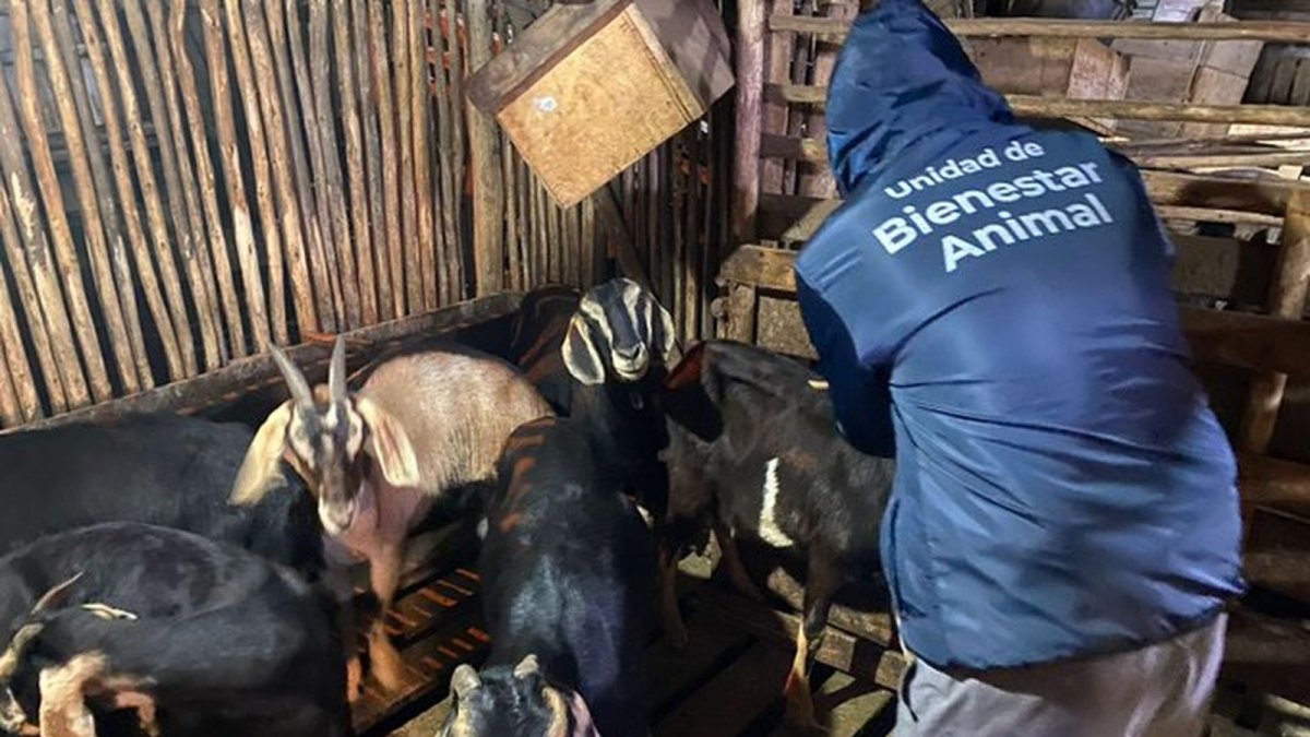 Las autoridades encontraron a cerca de 100 chivas en condiciones de hacinamiento y maltrato