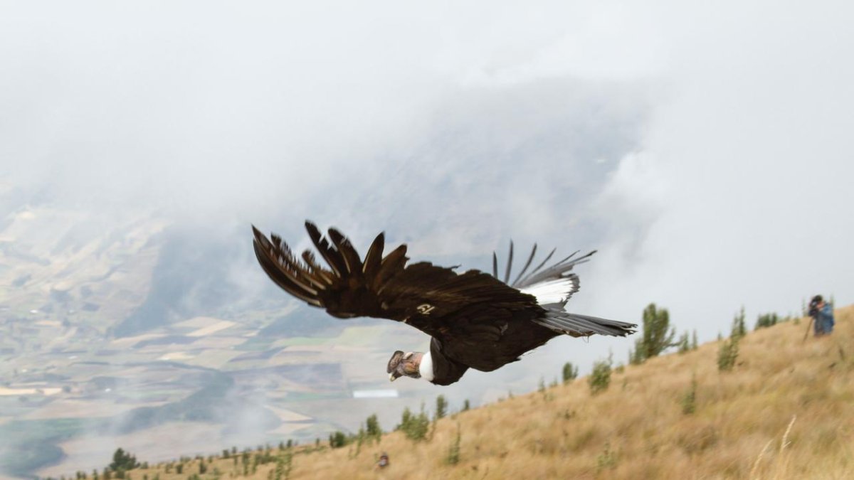 Existe preocupación por la pérdida de esta ave por cacería y envenenamiento.