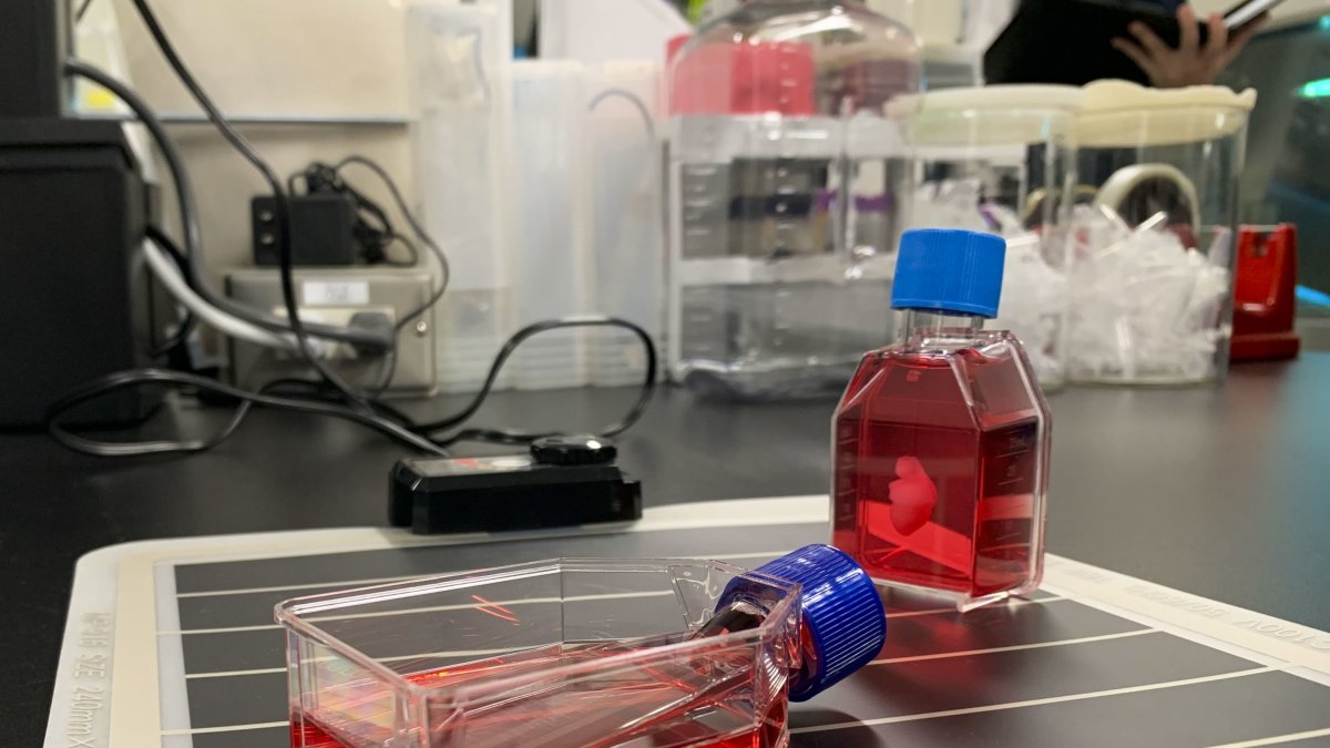 -Vista de los parches de cardiomiocitos iPS en el laboratorio de la Universidad de Osaka