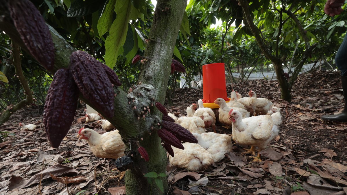 Campo. En el día los pollos pasan libres en el campo, deleitándose bajo la sombra de plantas de cacao.