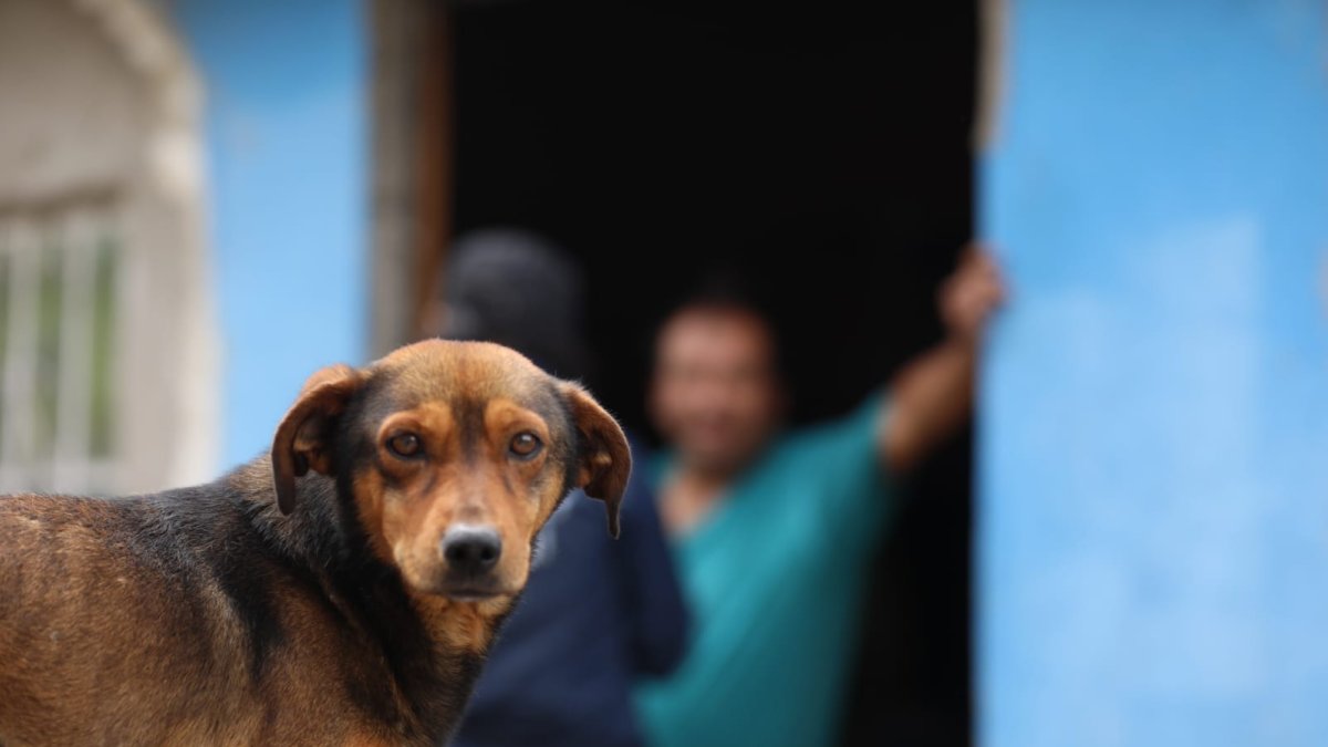 Bienestar Animal recorrerá 12 barrios para realizar un censo bajo la modalidad casa a casa