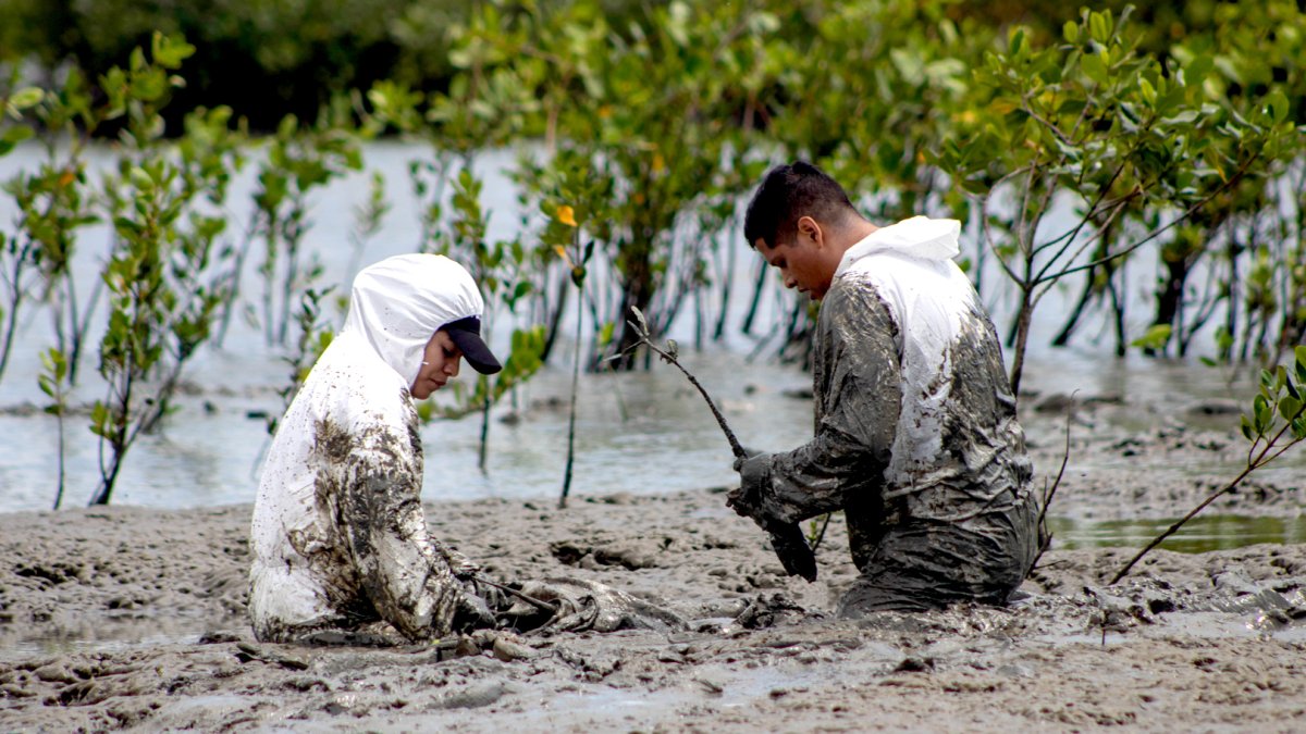 Hecho. Los manglares de El Morro son los que tienen mayor influencia en el océano Pacífico.