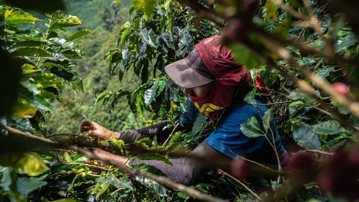 El país debe certificar toda su cadena productiva.