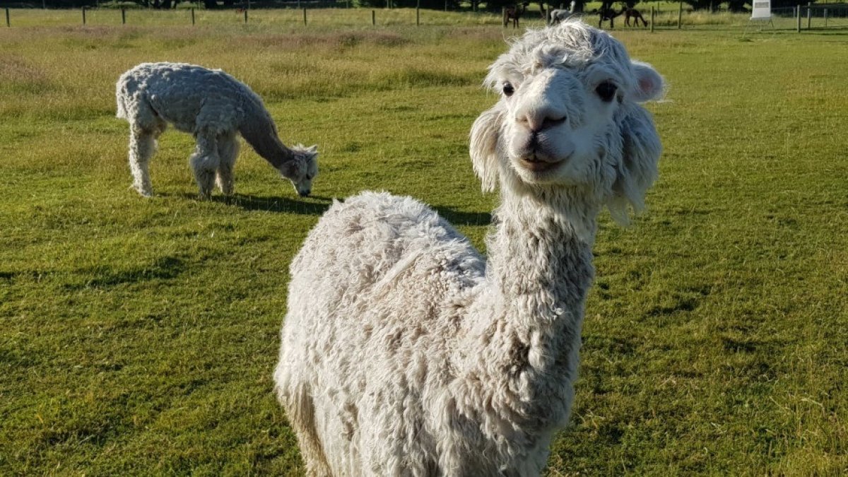 Animales.- Una pareja de alpacas en el campo.