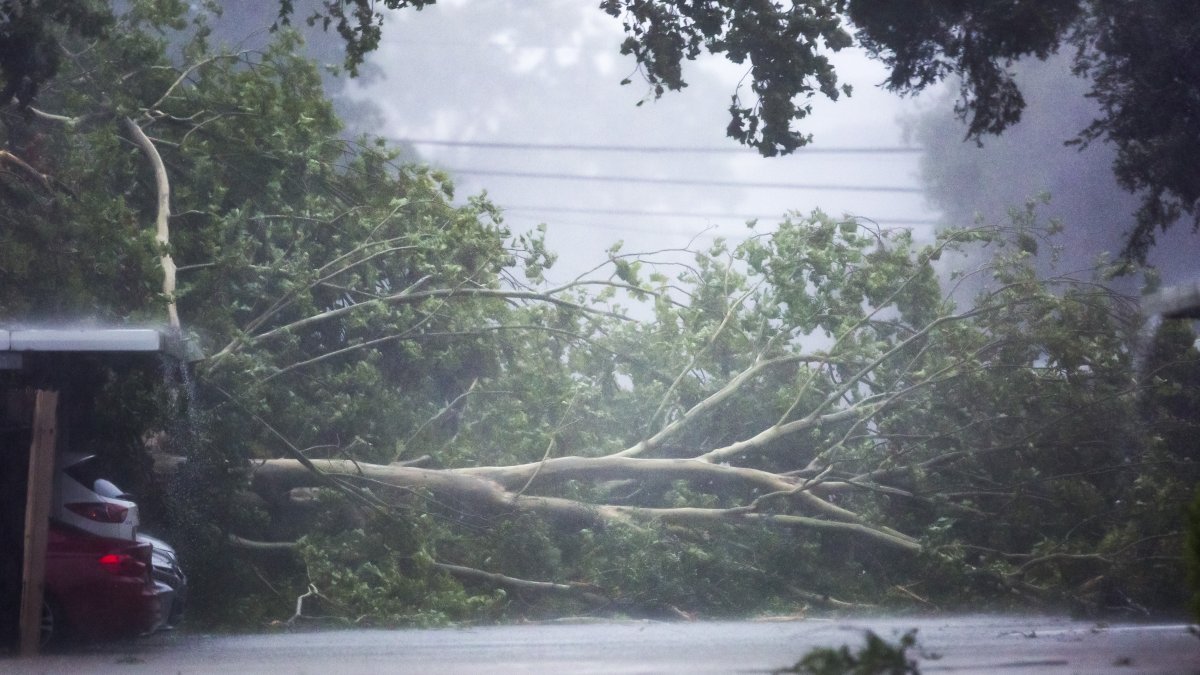 Un árbol caído derribado por el viento y la lluvia del huracán Beryl en Houston, Texas