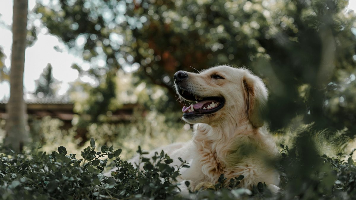 Estas son las señales que debes de tomar en cuenta para conocer si tu mejor amigo de cuatro patas tiene cáncer