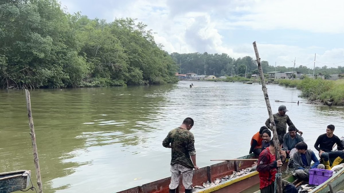 Situación. El agua de los manglares estaría contaminados. En estos se capturan crustáceos, peces, conchas, entre otros productos.