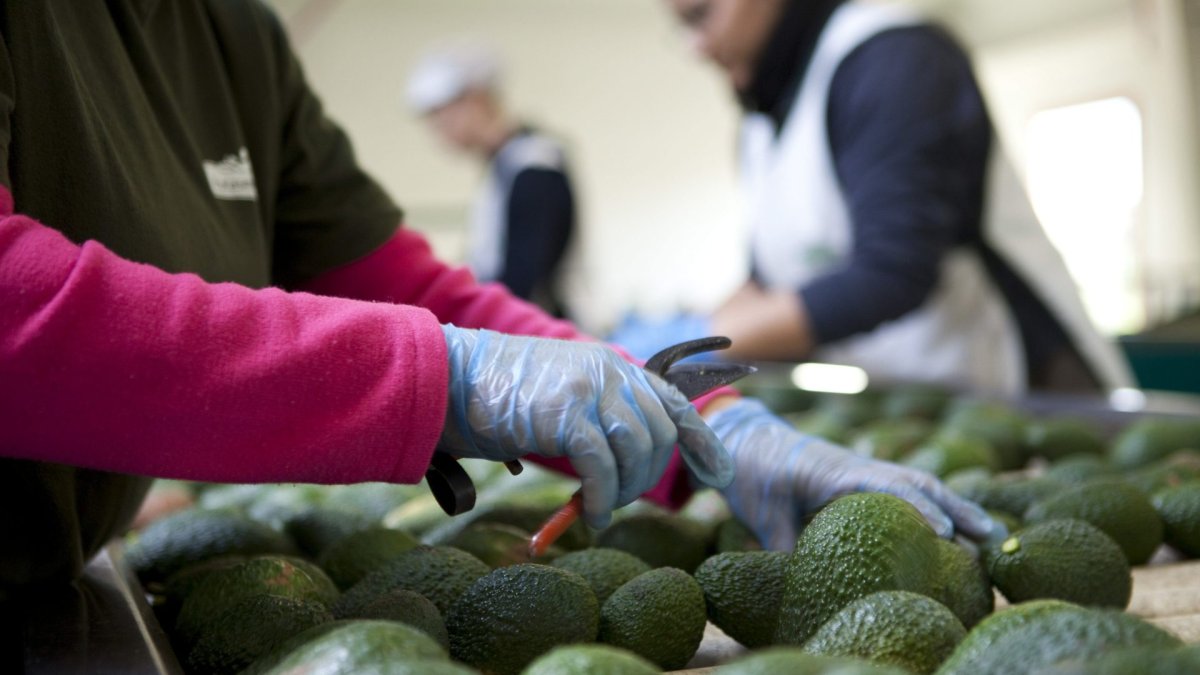 Imagen referencia de aguacates.