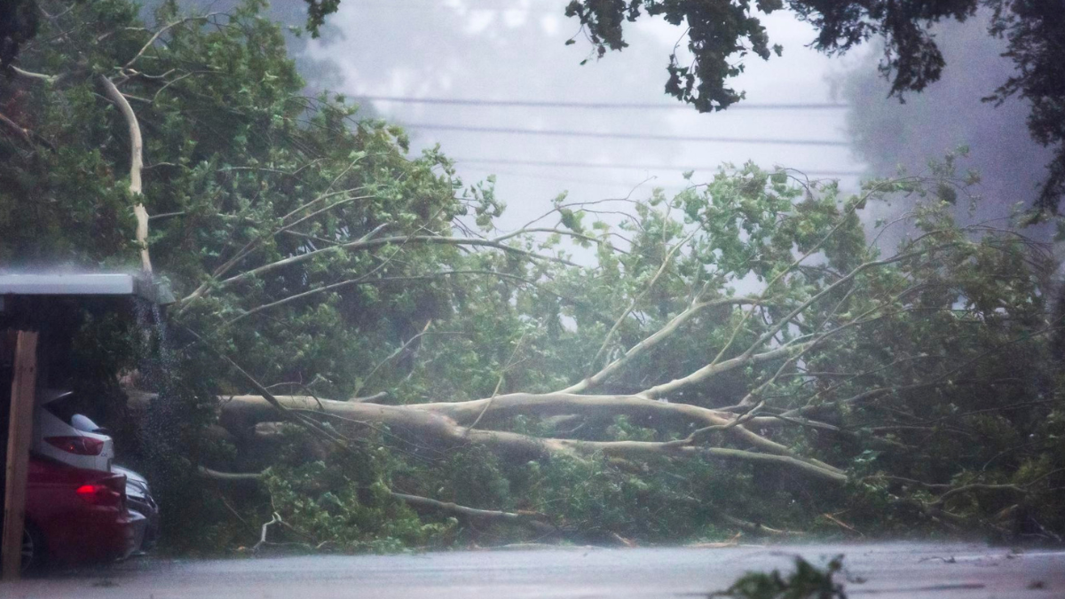 Un árbol caído derribado por el viento y la lluvia del huracán Beryl en Houston, Texas.