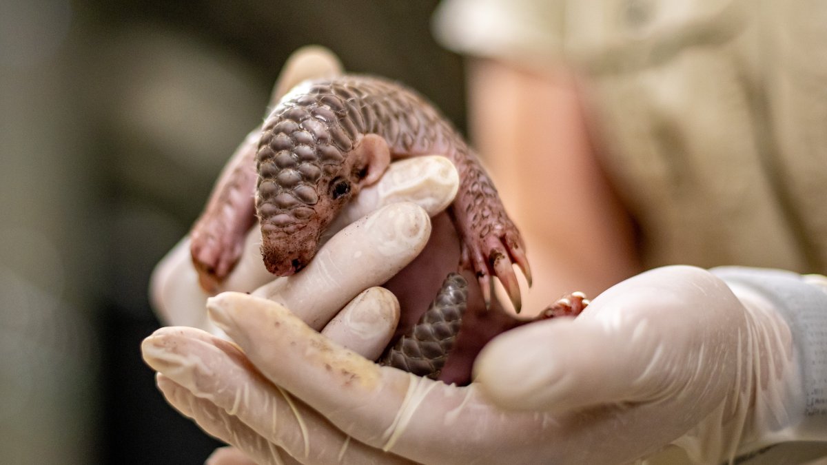 La especie llegó en 2022 al zoológico de Praga, desde el zoo de Taipéi, en Taiwan.