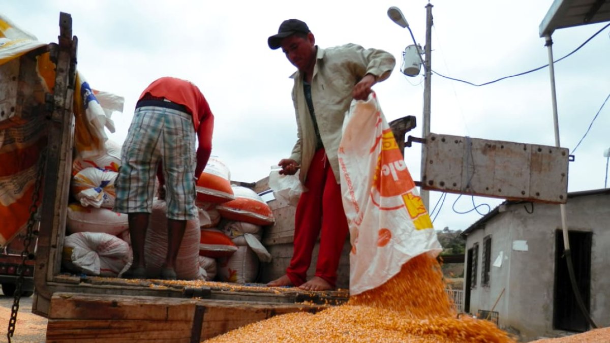 Trabajo. La cosecha del maíz en Ecuador.