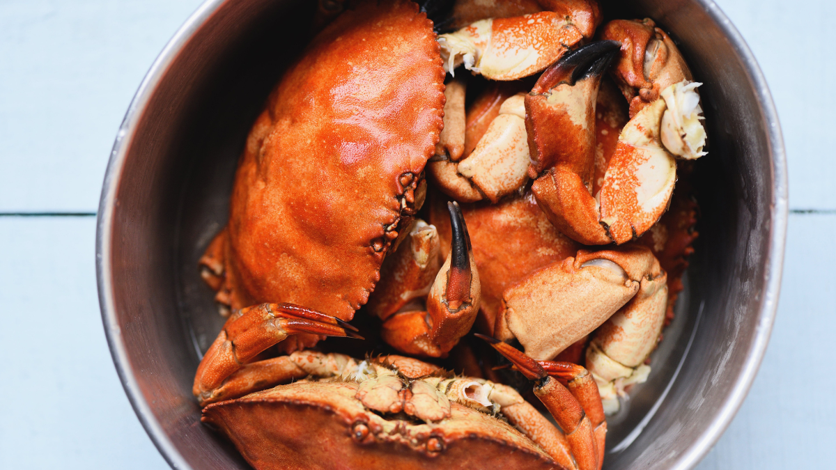 El proyecto de Ley Protección Animal fue presentado por la Defensoría del Pueblo.