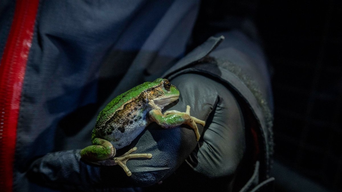 La rana marsupial era muy habitual en Quito. En la actualidad está considerada como una especie Casi Amenazada.