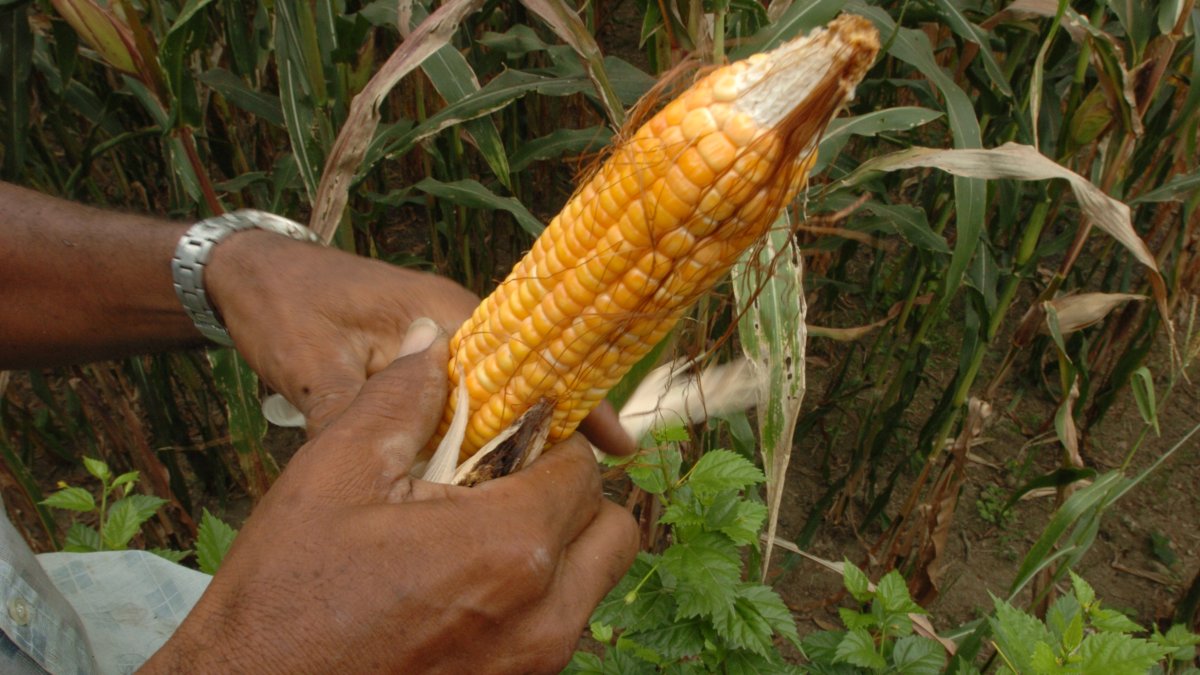 Cosecha.- Un agricultor trabaja en la recolección del maíz sembrado.