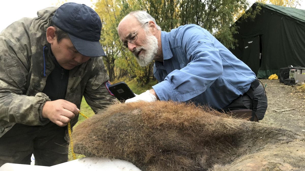 Los científicos Valerii Plotnikov (i) y Dan Fisher examinan la piel de una hembra de mamut fallecida hace 52.000 años y hallada en unas excavaciones en Rusia.