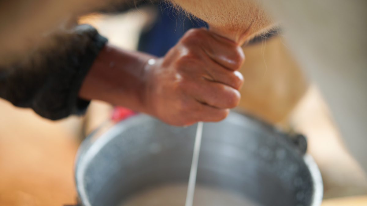 Referencial. Ordeño de vaca.