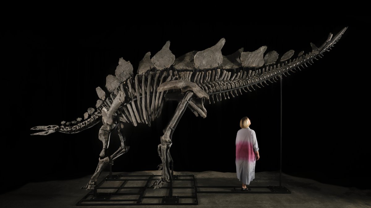 La foto muestra el esqueleto de un dinosaurio 'Stegosaurus' apodado 'Apex', en Nueva York (Estados Unidos).