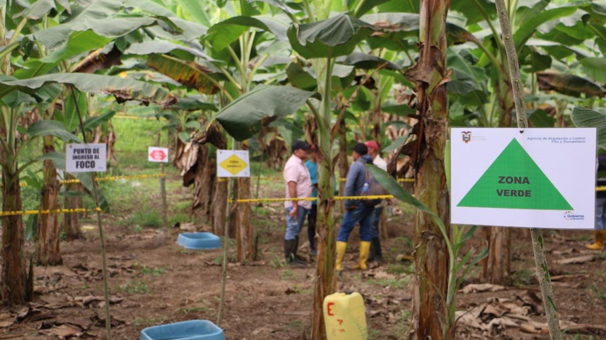 Controles. Desde julio, una veintena de técnicos de Agrocalidad inspeccionan bananeras de Los Ríos, la provincia con mayor incidencia.
