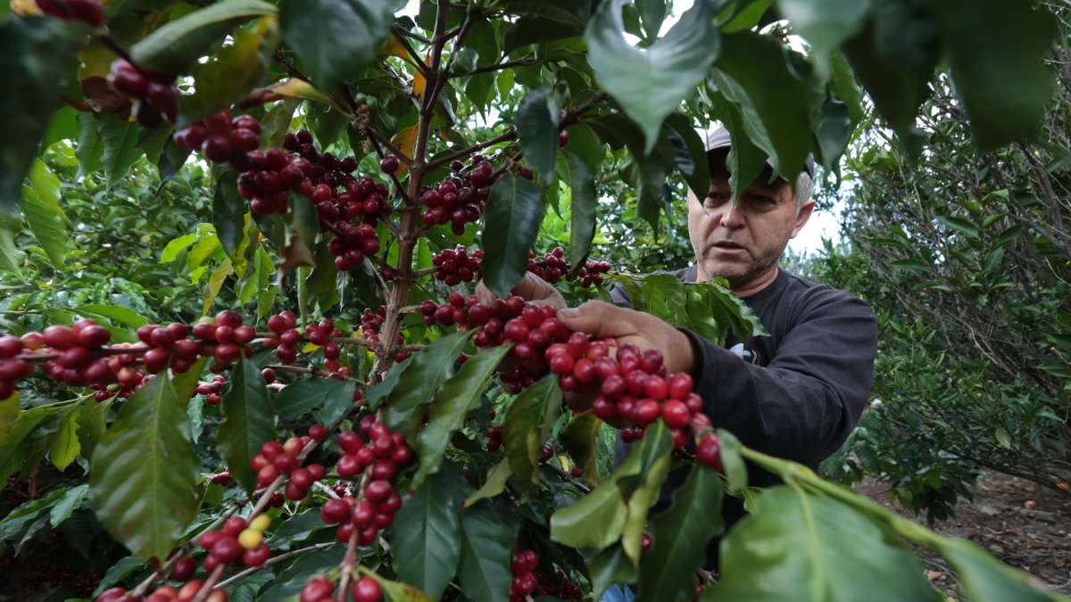 Fruto. El café que está listo para la cosecha en la finca Vilcaroma Coffee.