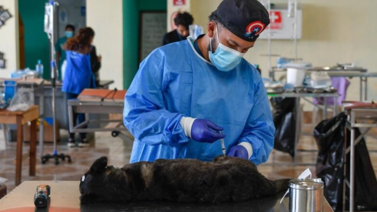 Se realizó una jornada masiva de esterilización a perros y gatos.