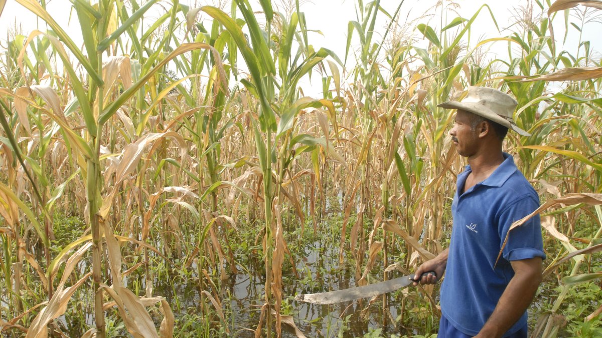 El país produce aproximadamente 1,35 millones de toneladas de las 1.65 millones de toneladas que se requieren para cubrir la demanda local, según Aprobal.
