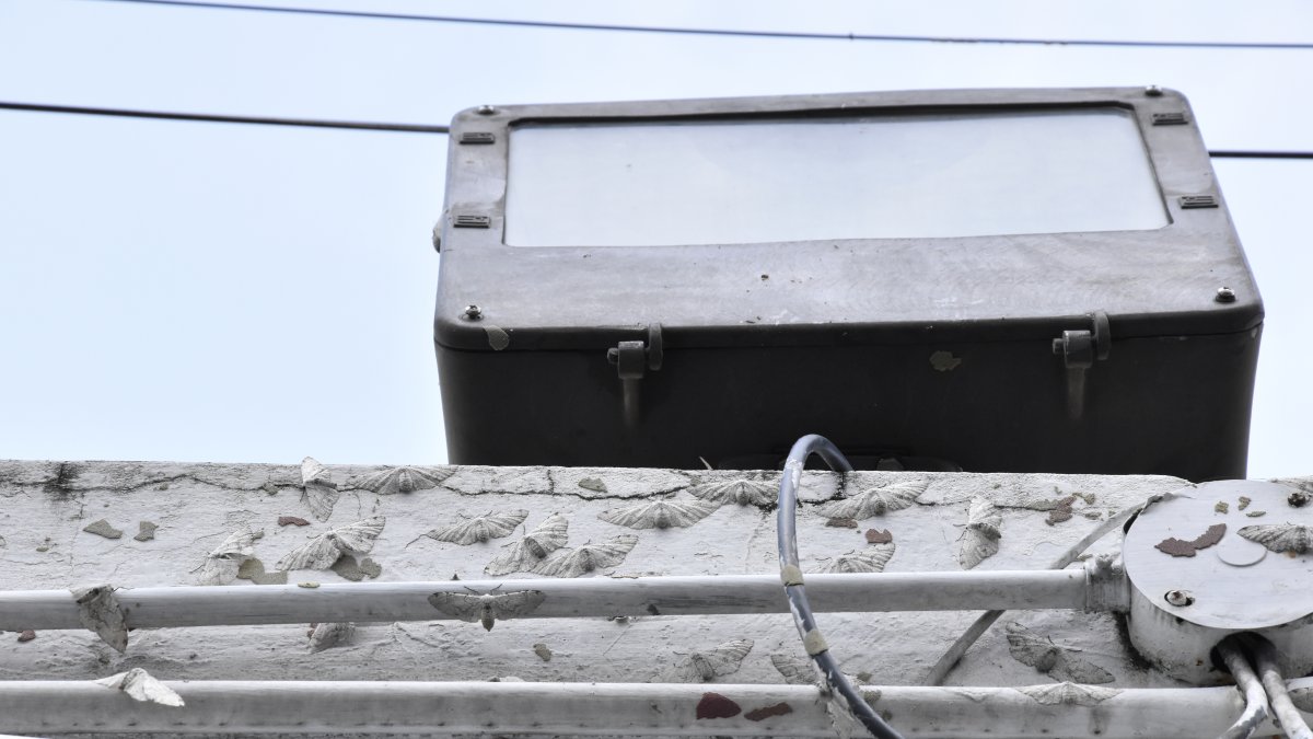 Estos insectos no son tóxicos ni provocan daños.