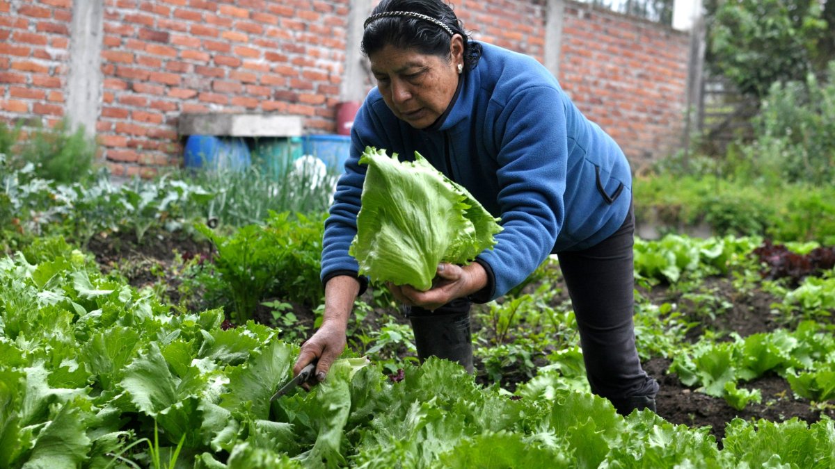 Blanca Pillajo inició su huerto urbano hace varios años en el valle de Los Chillos. Su producción es consumida en casa y también comercializada en la localidad.
