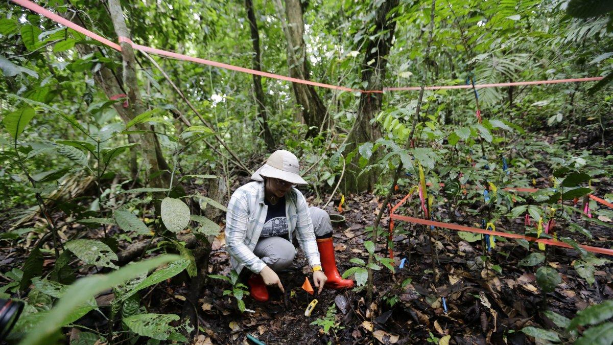 La investigadora panameña, Alicia Sanjur, trabaja en un experimento de calentamiento del suelo.