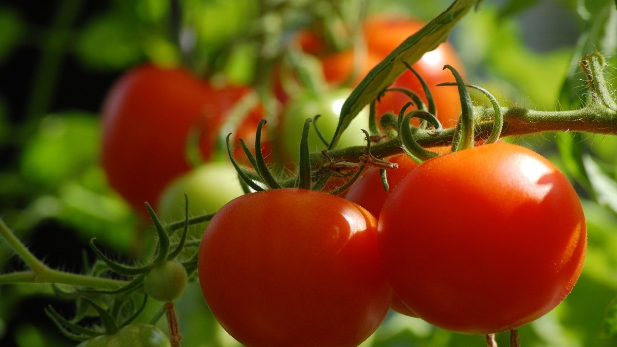 El estudio de la PUCE halló plomo y cadmio en tomates, zanahorias y lechuga de cuatro mercados de Quito.