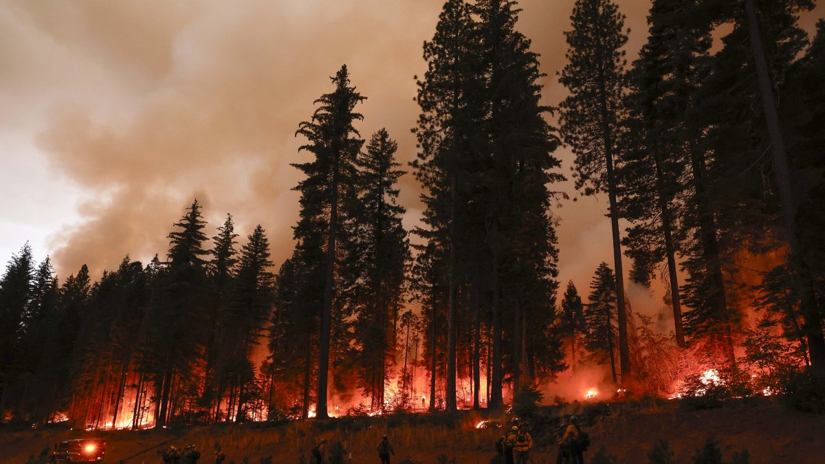 Tehama (EE.UU.). Los árboles arden en el incendio en un parque, que ha quemado más de 353.194 acres según el Departamento de Silvicultura y Protección contra Incendios de California.