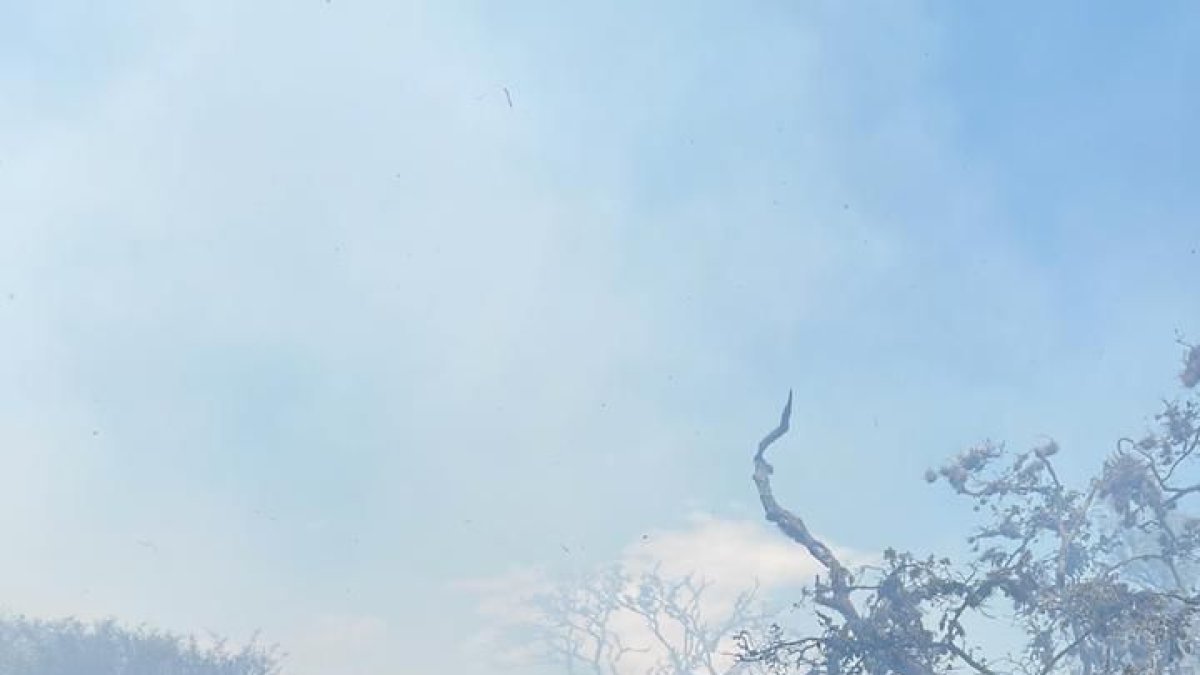 30 bomberos llegaron al lugar para sofocar el incendio forestal.