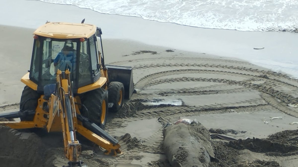 Esta es la primera ballena que aparece muerta en la costa de provincia de Santa Elena en lo que va de la temporada