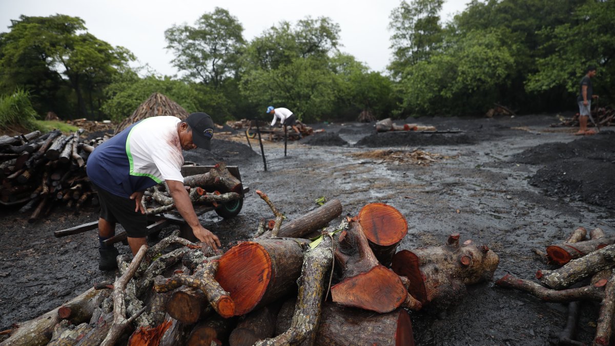 Un hombre trabaja con troncos de mangle cortados para la fabricación artesanal de carbón