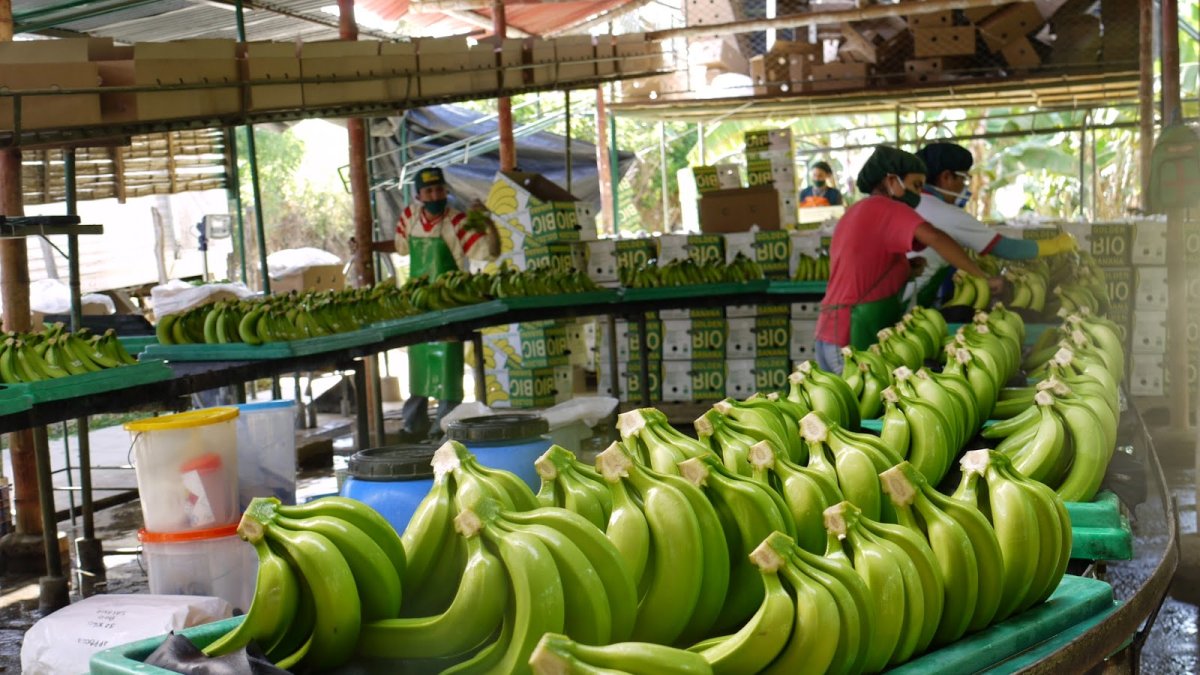 El banano es uno de los productos exportados más importantes de Ecuador.