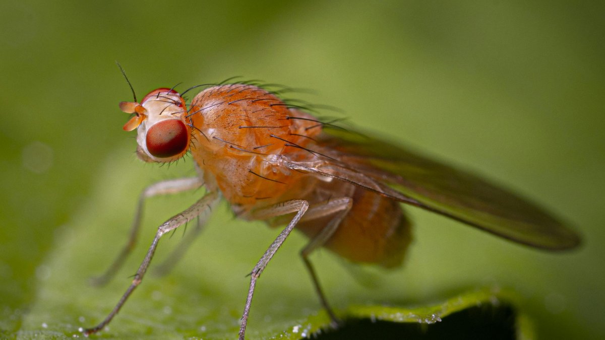 Estas son algunas maneras de desaparecer estos insectos de tu casa