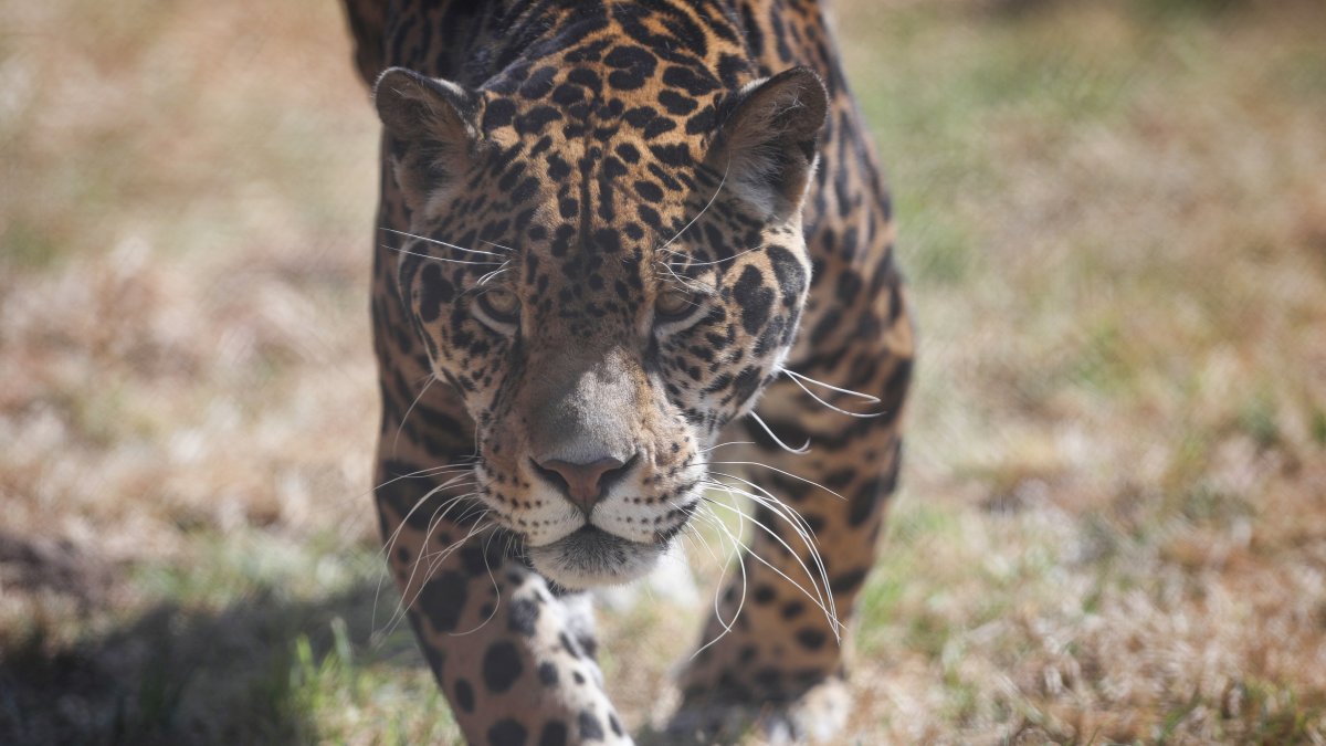Jaguares, un símbolo de la conservación llevada a cabo en la Amazonía de Ecuador