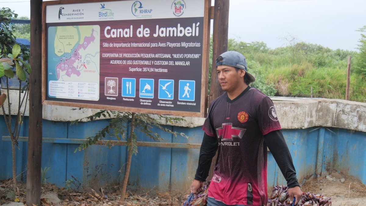 Labor. Un cangrejero sostiene dos atados de cangrejos rojos.