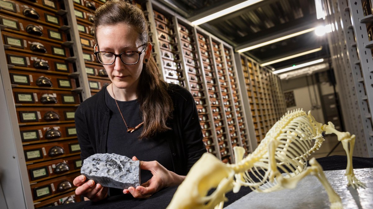 La autora principal del estudio, Elsa Panciroli, de los Museos Nacionales de Escocia, examina dos fósiles de krusatodon kirtlingtonesis.