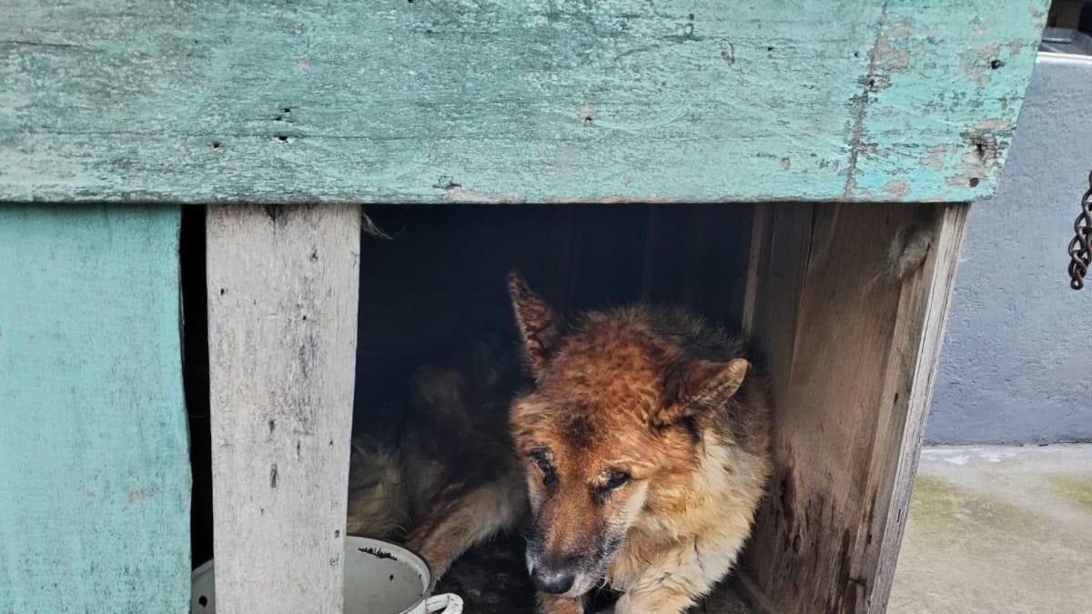 Debido a su parálisis, el perro fue encontrado inmóvil en la terraza con signos graves de desnutrición y abandono.