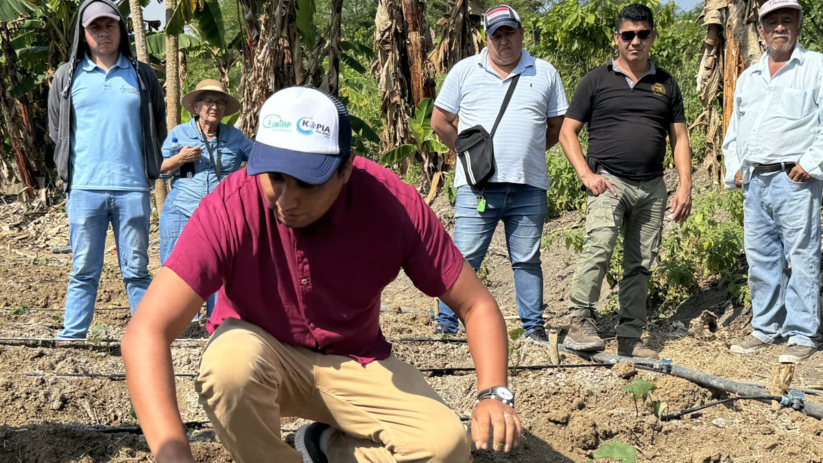 Producción. Kopia brinda asistencia técnica, capacitación y semillas a los productores. El camote, a diferencia de otros cultivos, no requiere de tanta agua.