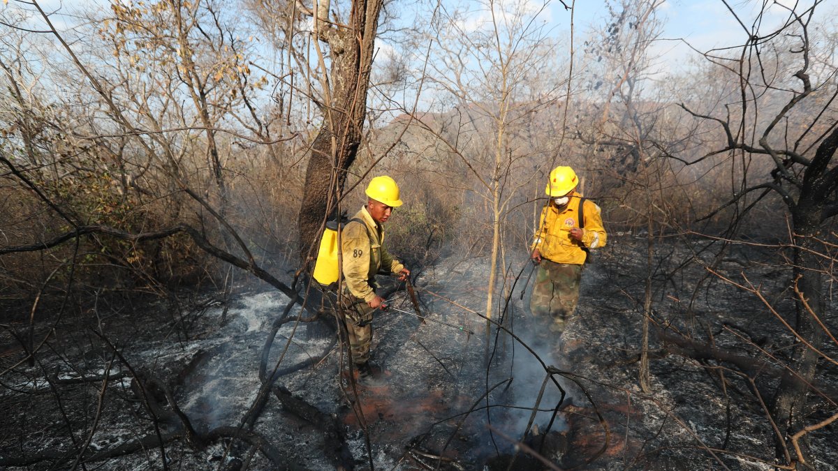 Los incendios forestales se han vuelto recurrentes en esta parte del continente