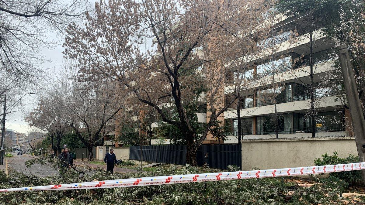 Un árbol caído, producto del fuerte viento y las lluvias durante la madrugada, este viernes en Santiago (Chile).
