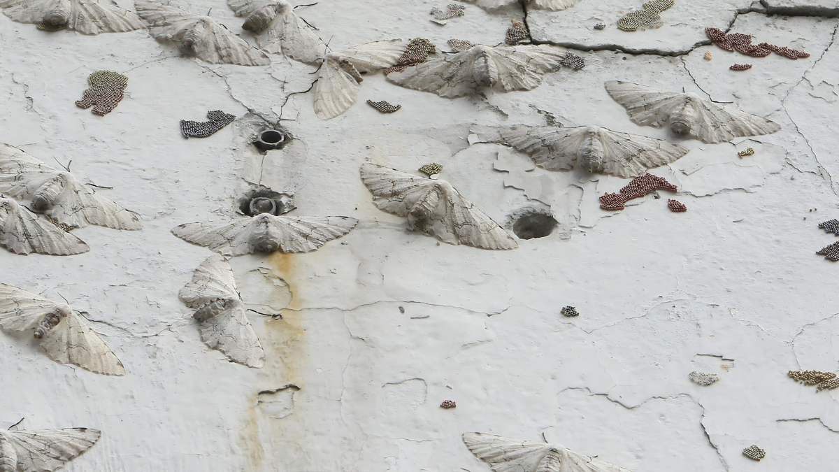 Las polillas colocan sus huevos en las paredes.