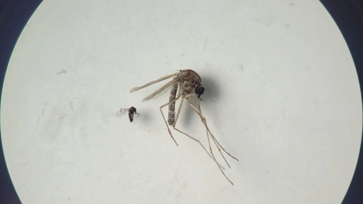 Culicoides paraensis (el más pequeño en la foto) y Culex quinquefasciatus (el más grande en la foto)